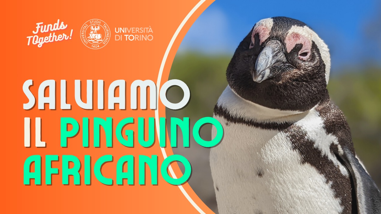 Un gruppo di ricercatori dell'Università di Torino sta studiando il canto  del pinguino africano per salvarlo dall'estinzione - Zampe Libere