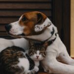Convivenza cane e gatto: la guida di Ultima Petfood