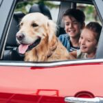 Cuccioli in vacanza: i consigli per la prima estate di Fido
