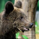 L’orso Kuma accolto al Bioparco trasferito in Germania