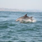 Acquario di Cattolica e Oltremare entrano nel progetto PROMED per il monitoraggio cetacei