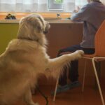 Purina e Frida’s Friends insieme per il progetto di pet therapy presso il Fatebenefratelli di Milano