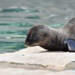 Al Bioparco di Roma è nata una otaria della California