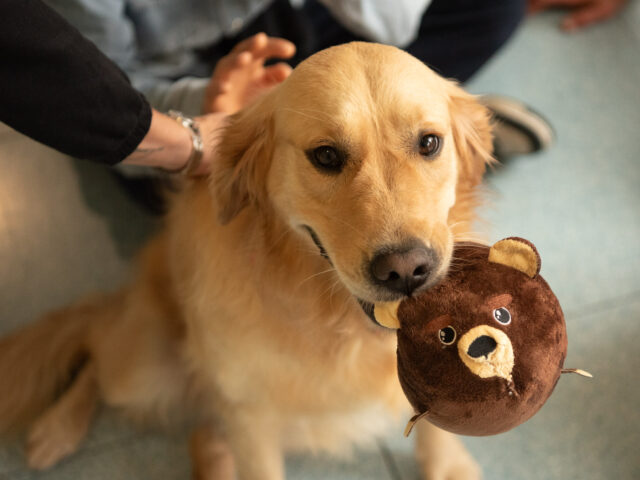 For a Smile Onlus ETS e Purina promuovono il progetto di Dog-Pet Therapy presso la Dental School di Torino